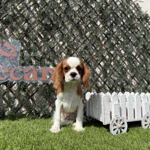 Cavalier macho