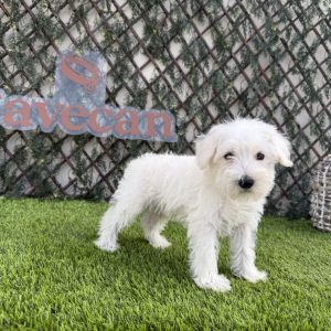 Schnauzer Miniatura Macho