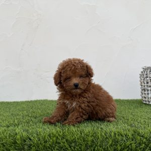 Caniche hembra toy