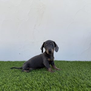 Teckel macho blue