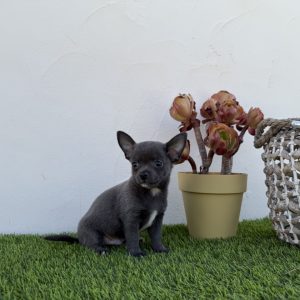 Chihuahua macho blue