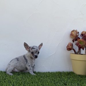 Chihuahua macho merlé