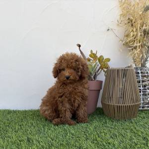 Caniche hembra toy