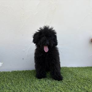 Caniche macho toy