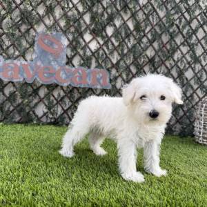 Schnauzer Miniatura Macho