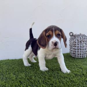Beagle macho