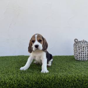 Beagle macho