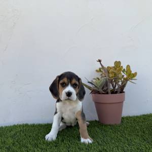 Beagle hembra