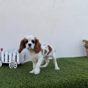 Cavalier macho