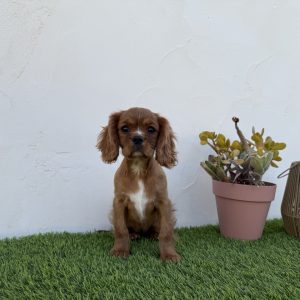 Cavalier hembra