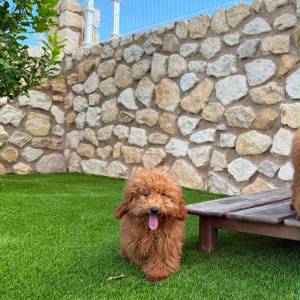 Caniche macho toy