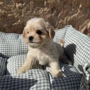 Morkie hembra