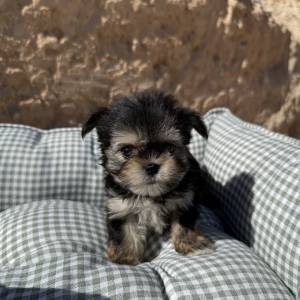 Morkie hembra