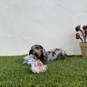 Teckel hembra blue merle