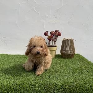 Caniche macho