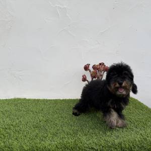 Caniche macho phantom