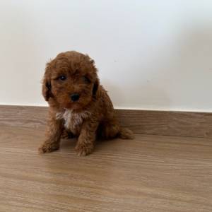 Caniche macho