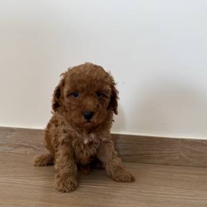 Caniche macho