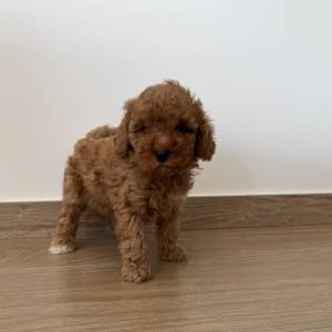 Caniche hembra