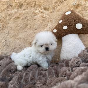 Bichón maltés coreano hembra