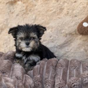 Morkie hembra