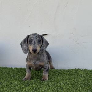 Teckel macho blue merle
