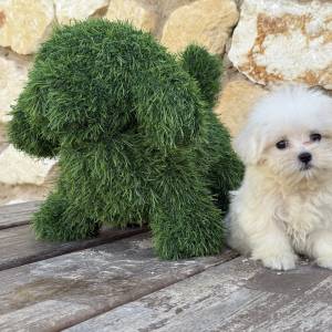 Bichón Maltés hembra
