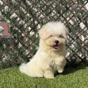 Bichón Maltés hembra
