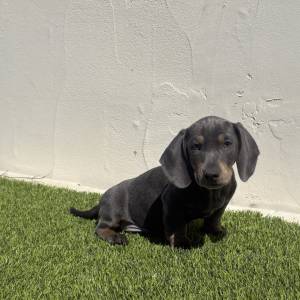 Teckel macho blue