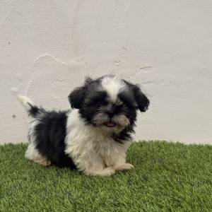 Shih Tzu Macho