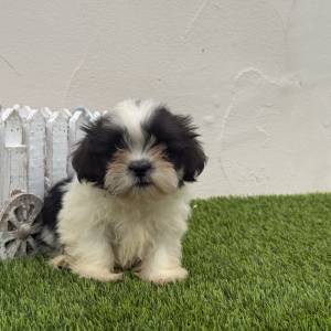 Shih Tzu Macho