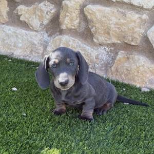 Teckel macho blue