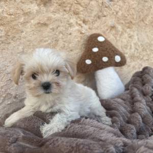 Morkie hembra