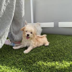 Maltipoo hembra