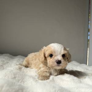 Maltipoo macho