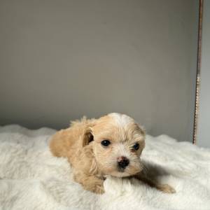 Maltipoo hembra