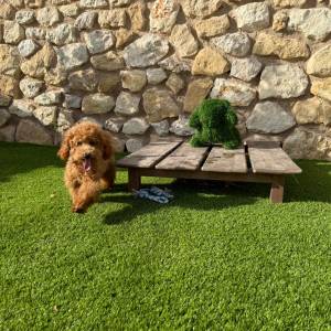 Caniche macho toy