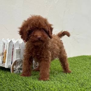Caniche hembra toy