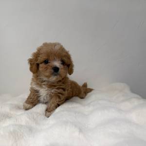Maltipoo hembra