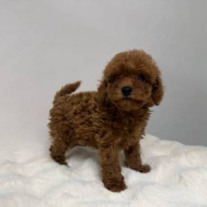 Caniche toy macho