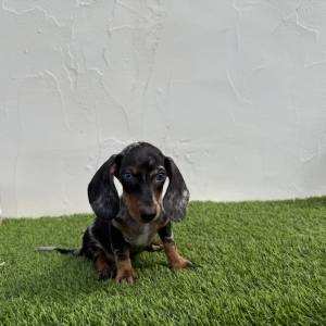Teckel hembra merlé