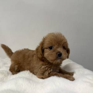 Maltipoo hembra