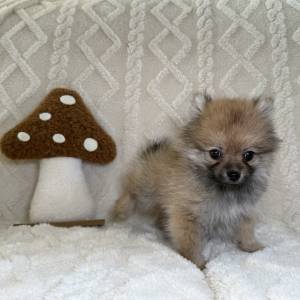 Lulú de Pomerania hembra
