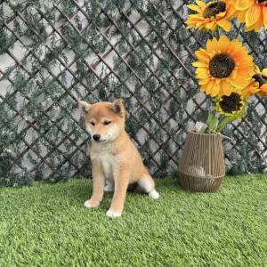 Shiba Inu Hembra