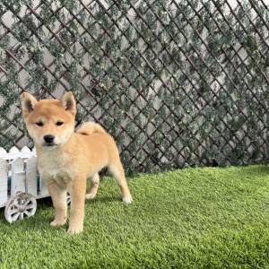 Shiba Inu Hembra