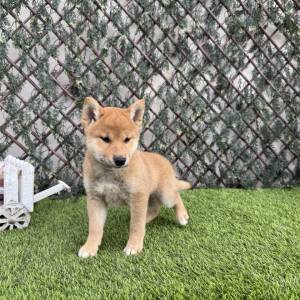 Shiba Inu Macho