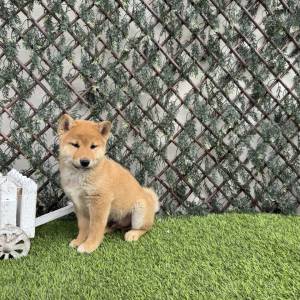 Shiba Inu Macho