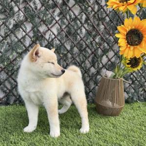 Shiba Inu Macho