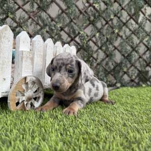 Teckel macho blue merle