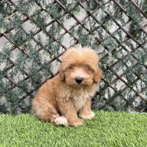 Maltipoo macho